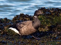 Branta bernicla 83, Rotgans, Saxifraga-Bart Vastenhouw