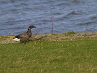 Branta bernicla 86, Rotgans, Saxifraga-Jan Nijendijk