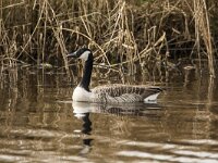 Branta canadensis 10, Grote Canadese Gans, adult, Saxifraga-Theo Verstrael