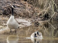 Branta canadensis 14, Grote Canadese Gans, pair, Saxifraga-Theo Verstrael