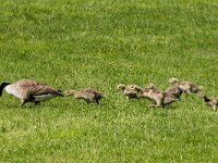 Branta canadensis 16, Grote Canadese Gans, adult and juveniles, Saxifraga-Theo Verstrael