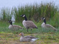 Branta canadensis 33, Grote Canadese Gans, Saxifraga-Tom Heijnen