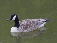 Branta canadensis 52, Grote canadese gans, Saxifraga-Jan Nijendijk