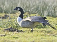 Branta canadensis 55, Grote Canadese Gans, Saxifraga-Tom Heijnen