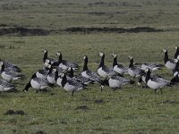 Branta leucopsis 102, Brandgans, Saxifraga-Luuk Vermeer