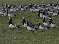 Branta leucopsis 103, Brandgans, Saxifraga-Luuk Vermeer