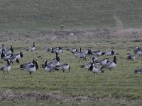 Branta leucopsis 106, Brandgans, Saxifraga-Luuk Vermeer