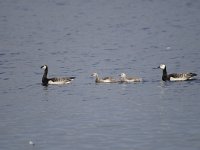 Branta leucopsis 108, Brandgans, Saxifraga-Luuk Vermeer