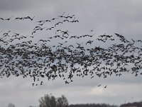 Branta leucopsis 111, Brandgans, Saxifraga-Luuk Vermeer