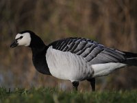 Branta leucopsis 116, Brandgans, Saxifraga-Luuk Vermeer