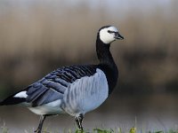 Branta leucopsis 117, Brandgans, Saxifraga-Luuk Vermeer