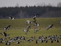 Branta leucopsis 119, Brandgans, Saxifraga-Luuk Vermeer