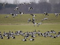 Branta leucopsis 120, Brandgans, Saxifraga-Luuk Vermeer