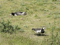 Branta leucopsis 134, Brandgans, Saxifraga-Willem van Kruijsbergen