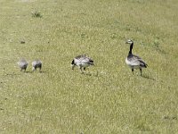 Branta leucopsis 135, Brandgans, Saxifraga-Willem van Kruijsbergen