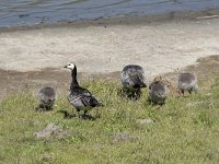 Branta leucopsis 139, Brandgans, Saxifraga-Willem van Kruijsbergen