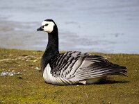 Branta leucopsis 140, Brandgans, Saxifraga-Bart Vastenhouw