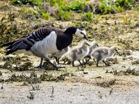 Branta leucopsis 144, Brandgans, Saxifraga-Bart Vastenhouw