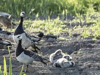 Branta leucopsis 160, Brandgans, adult and juveniles, Saxifraga-Theo Verstrael