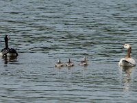Branta leucopsis 161, Brandgans, adult and juveniles, Saxifraga-Theo Verstrael