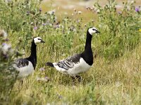 Branta leucopsis 164, Brandgans, adult, Saxifraga-Theo Verstrael