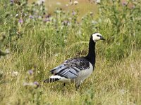 Branta leucopsis 165, Brandgans, adult, Saxifraga-Theo Verstrael