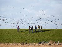 Branta leucopsis 170, Brandgans, Saxifraga-Luc Hoogenstein