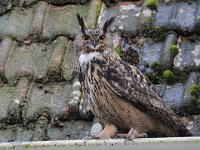 Bubo bubo 57, Oehoe, Saxifraga-Luuk Vermeer