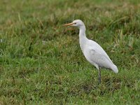 Bubulcus ibis 103, Koereiger, Saxifraga-Luuk Vermeer