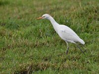 Bubulcus ibis 104, Koereiger, Saxifraga-Luuk Vermeer