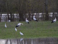 Bubulcus ibis 107, Koereiger, Saxifraga-Jan Nijendijk