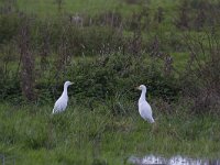 Bubulcus ibis 112, Koereiger, Saxifraga-Jan Nijendijk