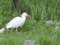 Bubulcus ibis 116, Koereiger, Saxifraga-Tom Heijnen