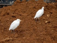 Bubulcus ibis 125, Koereiger, Saxifraga-Ed Stikvoort