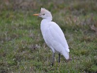 Bubulcus ibis 77, Koereiger, Saxifraga-Luuk Vermeer