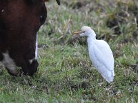 Bubulcus ibis 81, Koereiger, Saxifraga-Luuk Vermeer