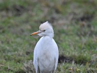 Bubulcus ibis 83, Koereiger, Saxifraga-Luuk Vermeer