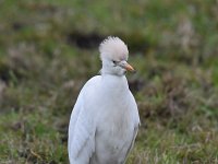 Bubulcus ibis 87, Koereiger, Saxifraga-Luuk Vermeer