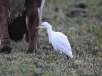 Bubulcus ibis 89, Koereiger, Saxifraga-Luuk Vermeer