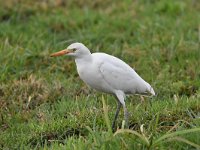 Bubulcus ibis 98, Koereiger, Saxifraga-Luuk Vermeer