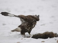 Buteo buteo 229, Buizerd, Saxifraga-Luuk Vermeer