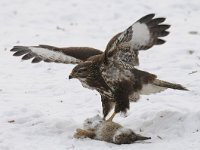 Buteo buteo 231, Buizerd, Saxifraga-Luuk Vermeer