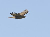 Buteo buteo 232, Buizerd, Saxifraga-Tom Heijnen