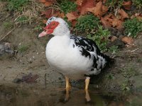 Cairina moschata, Muscovy Duck