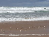 Calidris alba 58, Drieteenstrandloper, Saxifraga-Ed Stikvoort