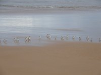 Calidris alba 59, Drieteenstrandloper, Saxifraga-Ed Stikvoort