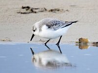 Calidris alba 60, Drieteenstrandloper, Saxifraga-Bart Vastenhouw
