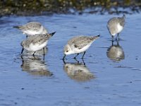 Calidris alba 67, Drieteenstrandloper, Saxifraga-Tom Heijnen