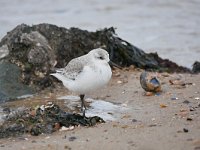 Calidris alba 70, Drieteenstrandloper, Saxifraga-Tom Heijnen