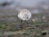 Calidris alba 71, Drieteenstrandloper, Saxifraga-Tom Heijnen